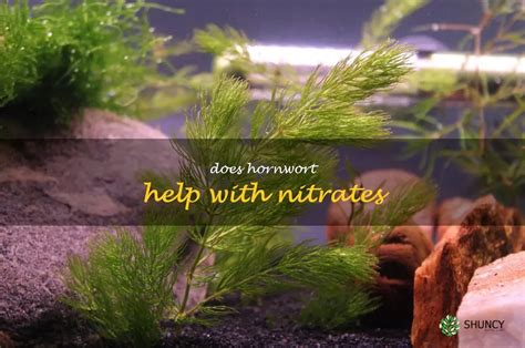 The Benefits Of Hornwort For Reducing High Nitrate Levels In Aquariums Shuncy