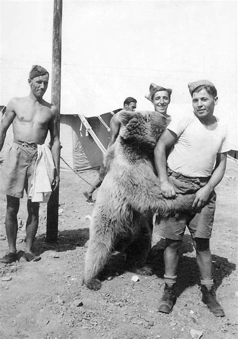 Wojtek - WW2 Polish soldier bear | POLISH FORUM ABOUT CULTURE, PEOPLE ...