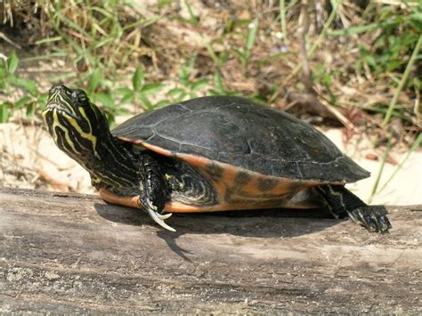 Alabama’s state reptile threatened by roadways, but making slow ...