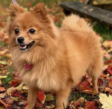 Lul De Pomerania O Cara De Zorro Un Pomerania De Raza Pura