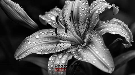 Black And White Flower Photography Ideas, Tips and Challenges