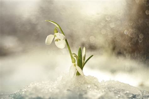 De Eerste Witte Sneeuwklokjes Van De Bloemenlente In De Gevallen Sneeuw