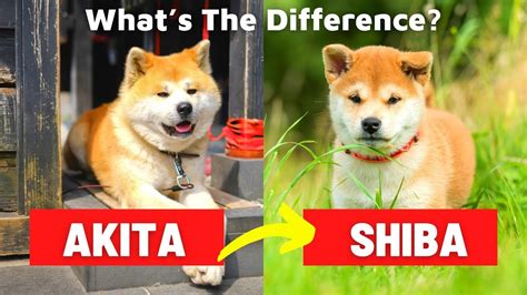 Akita Vs Shiba Inu Whats The Difference