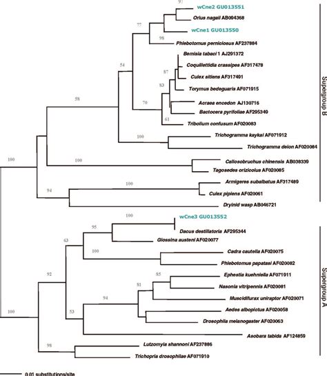 Phylogenetic Tree Of Wolbachia Based On The Wsp Sequences Wolbachia