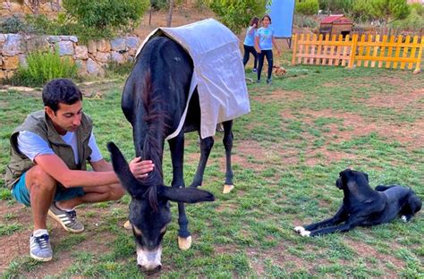 Donkey Behavior: The Ultimate Guide to Knowing Your Long-Eared Friends