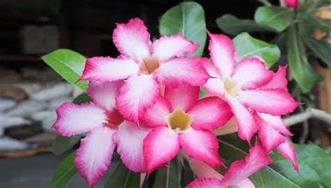 Aprenda Como Fazer A Rosa Do Deserto Florir Rapidamente Vivendo Agro