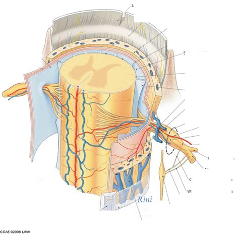 Spinal Cord Labeling Diagram Quizlet