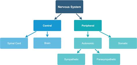 Fight Or Flight The Anatomy Of Stress — Animator Notebook