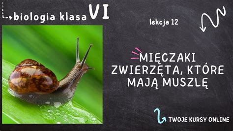 Biologia klasa 6 Lekcja 12 Mięczaki zwierzęta które mają muszlę