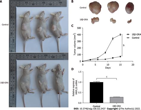 Effect Of Glycyrrhetinic Acid On Tumor Size In Nude Mice A Nude