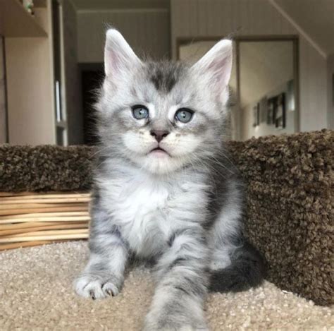 Maine Coon Disponibili