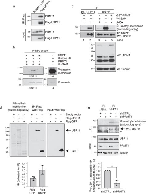 Prmt1 Interacts With And Methylates Usp11 A Flag Tagged Usp11