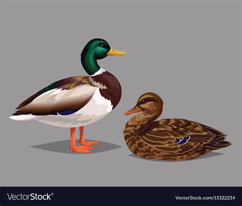 Realistic Birds Wild Ducks Isolated On A Grey Vector Image