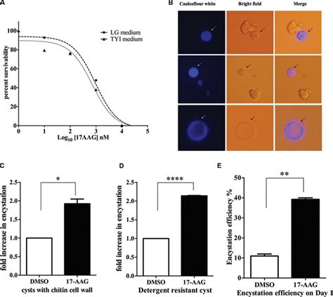 Hsp90 Is A Negative Regulator Of Encystation In Entamoeba A Download Scientific Diagram