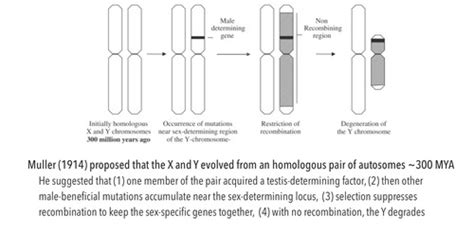 Module 24 Genomics Of Sex Chromosomes Flashcards Quizlet