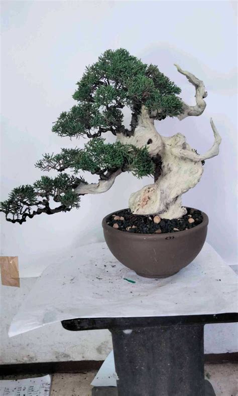 Bonsai Juniperus Chinensis Var Sargentii Y Furniture