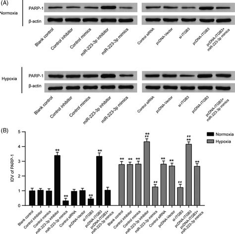 Poly ADPribose Polymerase 1 PARP1 Expression Level In Pulmonary