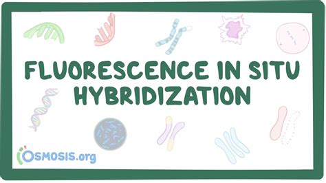 Fluorescence in situ hybridization: Video, Causes, & Meaning | Osmosis