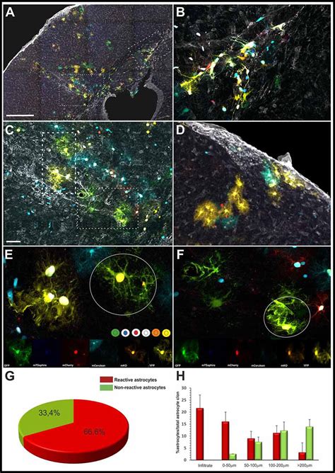 Frontiers Clonal Glial Response In A Multiple Sclerosis Mouse Model