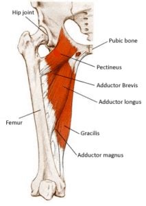 6 Ejercicios Para AductoresPreviene Lesiones Deportivas