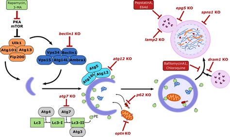 Overview Of The Core Proteins Involved In The Autophagy Pathway And Its Download Scientific