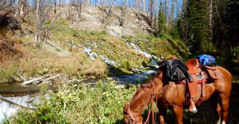 Jackson Hole Dinner Cookout Bridger Teton Reitausflug Getyourguide