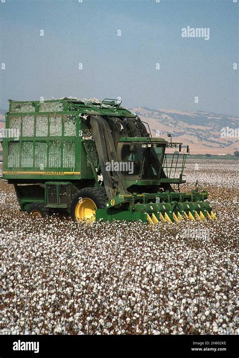 Farmer Harvesting Cotton In A John Deere Cotton Harvester Ca Or