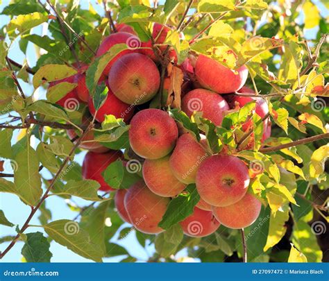 Manzanas rojas en árbol foto de archivo Imagen de dulce 27097472