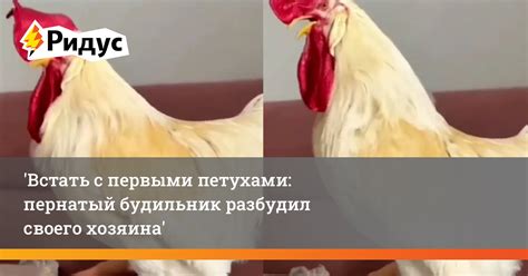 Пернатый будильник: домашний петух отлично знает свое дело