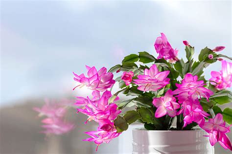 The Ultimate Plant Care Guide For The Christmas Cactus