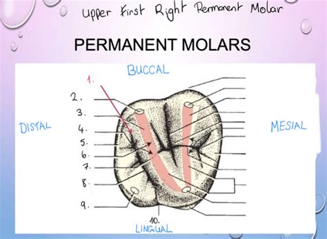 Occlusal Surfaces Flashcards Quizlet