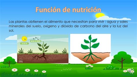 FUNCIONES VITALES DE LAS PLANTAS YouTube