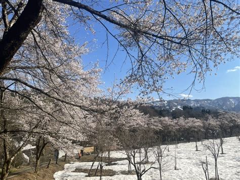 津南町 中子ため池の桜の満開は4月14日頃でしょう ほっこりと湯の山ブログ