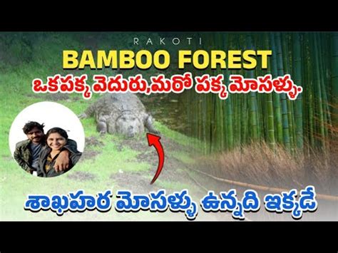 Bamboo Forest Wayanad Best Tourist Spot Vegetarian Crocodile Vzm