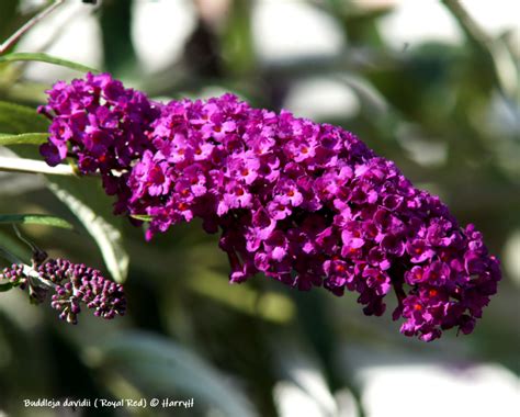 Vroege Vogels Foto Planten Buddleja Davidii Royal Red