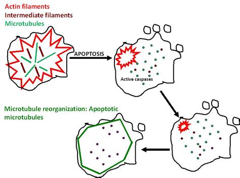 The Apoptotic Microtubule Network During The Execution Phase Of