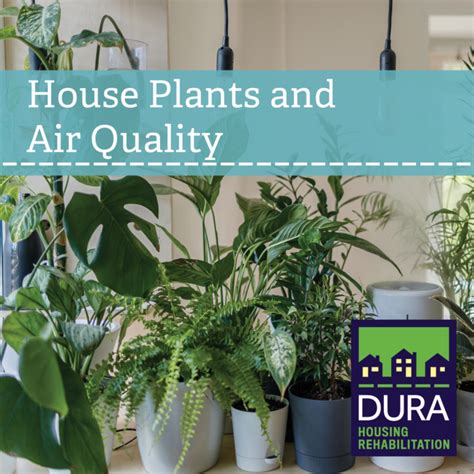 House Plants To Improve Air Quality Denver Urban Renewal Authority