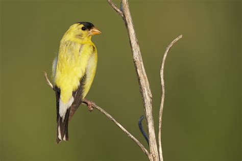 American Goldfinch DSC08411 Dana Siefer Flickr