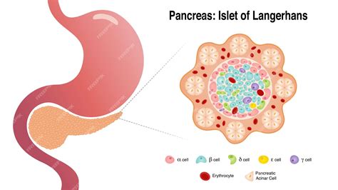 Langerhans Cells Diagram