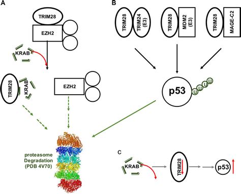 Potential Models Of Introducing A Krab Domain In Mcf7 Cells A