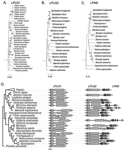 A Maximum Likelihood Phylogeny And Structure Of The Domesticated