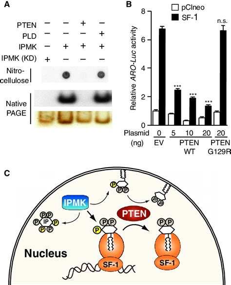 PTEN Opposes IPMK Activity On SF 1 PIP 2 A Radiolabeled SF 1PIP 3