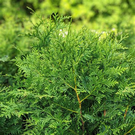 Thuja Green Giant Green Giant Arborvitae Kings Sunset Nursery