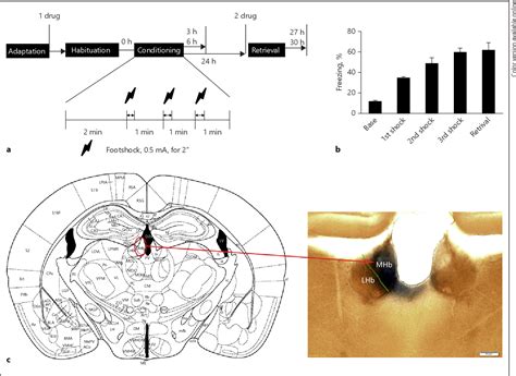 Figure 1 From Erbb4 Receptors In The Medial Habenula Regulate Contextual Fear Memory Semantic