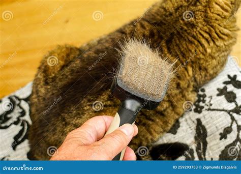 Combing Fur of a Cat with Brush, Taking Care of Pet Removing Hair at ...