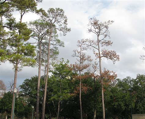 Trees And Shrubs Recover From Extreme Weather Tree Topics