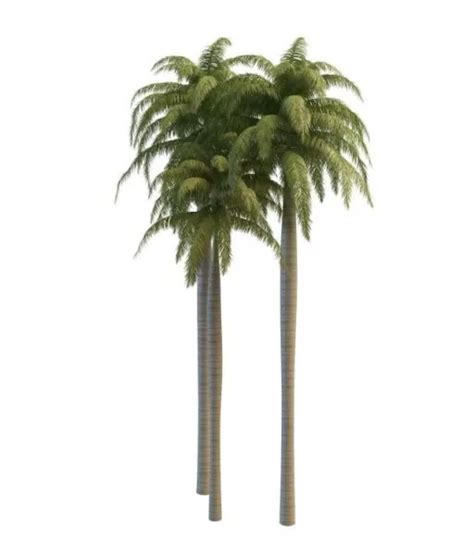 Florida Royal Palms Free 3d Model - .Max - Open3dModel