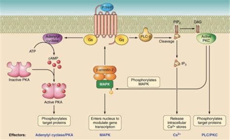 Lecture Note 8: Regulation of Ca2+ Flashcards | Quizlet 