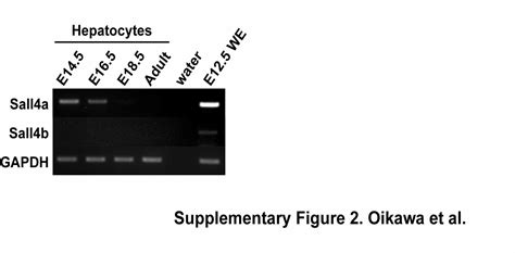 Sall4 Regulates Cell Fate Decision In Fetal Hepatic Stem Progenitor