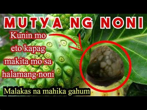 Mutya Ng Noni Agimat Jf Babaylan Unom Youtube